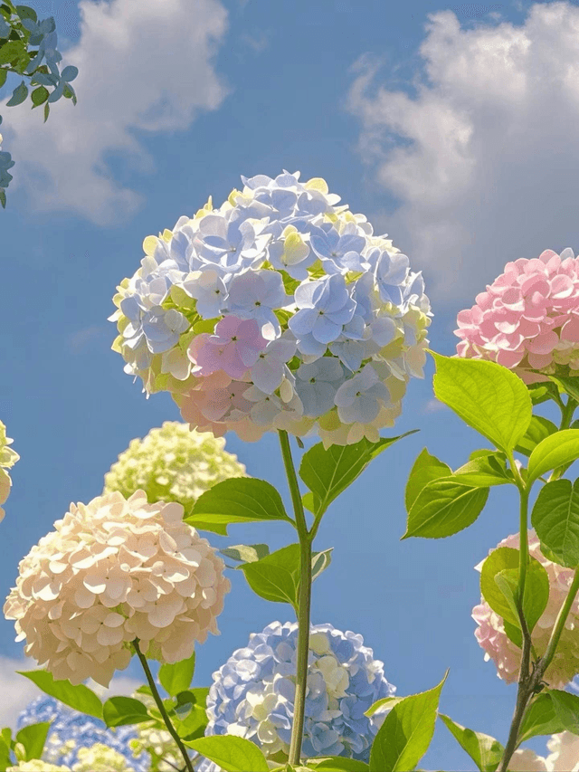 Summer Dream Libelle Hydrangea Flower Earrings